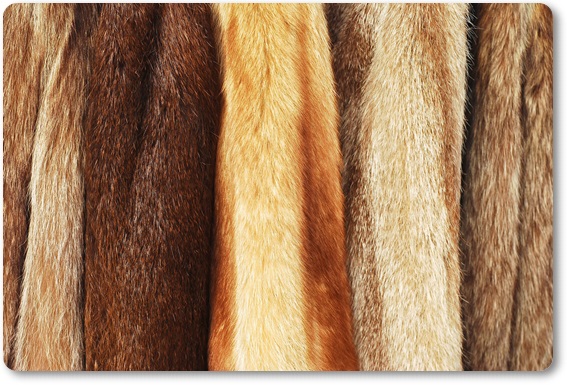 �є甃��b���É��s�ō��z����E��������Ȃ�_���g�c�ɃR�R�I